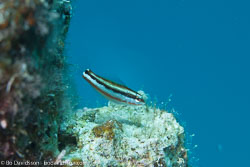 BD-120424-Marsa-Alam-6408-Plagiotremus-rhinorhynchos-(Bleeker.-1852)-[Bluestriped-fangblenny].jpg
